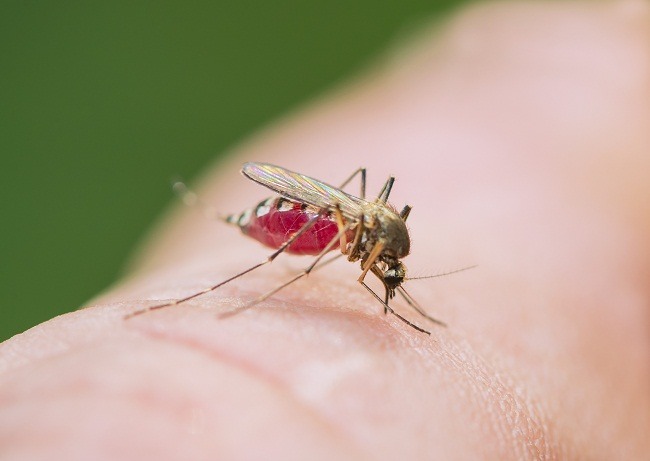  Đây là một mẹo để đuổi muỗi mà không cần hóa chất-dsuckhoe 