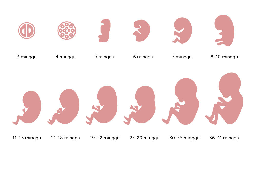  Đây là sự phát triển của đứa trẻ trong bụng từ tuần này đến tuần khác-dsuckhoe 