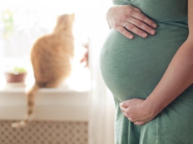  Nuôi mèo khi mang thai có an toàn không? - dsuckhoe 