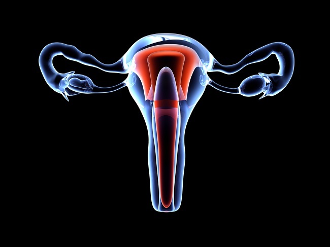  Mengenal Organ Reproduksi Wanita-dsuckhoe 