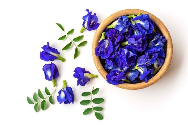  5 Lợi ích của Hoa Telang như một loại thuốc thảo dược tự nhiên-dsuckhoe 