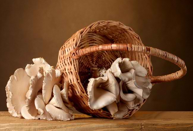 5 lợi ích của nấm sò đối với sức khỏe cơ thể - dsuckhoe