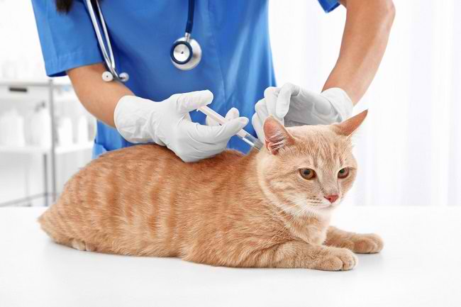  Tìm hiểu loại vắc xin cho mèo dành cho thú cưng của bạn-dsuckhoe 