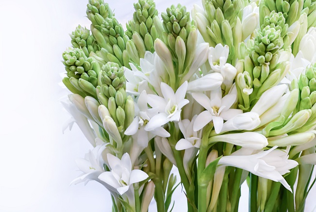  Tak Vừa thơm, đây là 4 lợi ích của hoa ban đêm tốt cho sức khỏe - dsuckhoe 