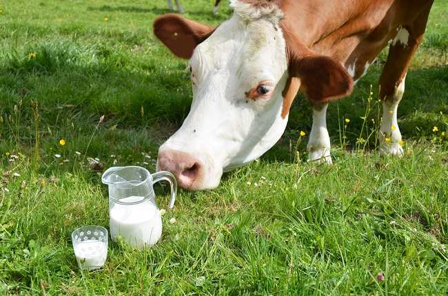 Kenali Susu dari A2 Cows , Những con bò mới được tin cậy để tạo ra sữa khỏe mạnh hơn - dsuckhoe 