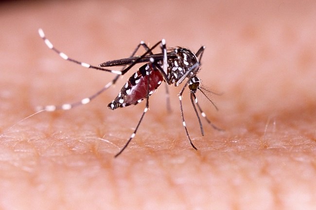  Nhận biết Đặc điểm của Muỗi Aedes Aegypti Gây Sốt xuất huyết - dsuckhoe 