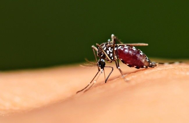  Malaria-dsuckhoe 