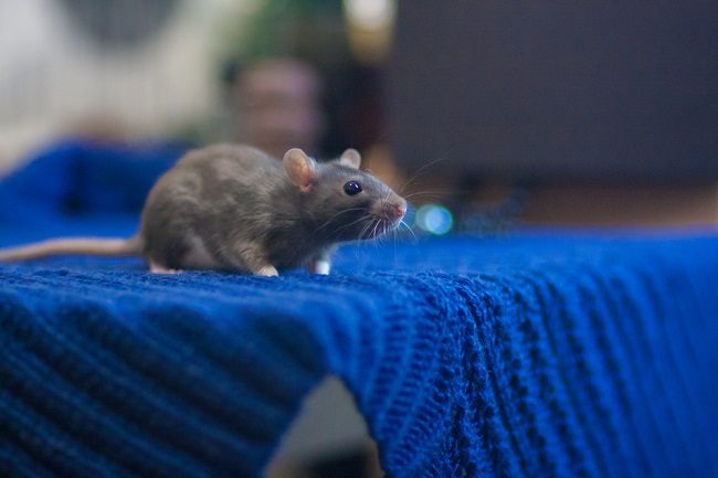  Biết những nguy hiểm và cách sơ cứu trong vết thương do chuột cắn-dsuckhoe 
