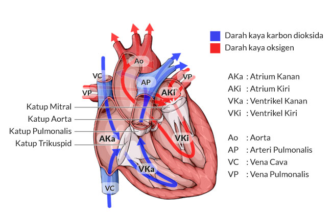  Cái nhìn về giải phẫu của trái tim và cách nó hoạt động-dsuckhoe 
