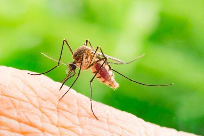  Vòng đời của muỗi và cách phá vỡ để ngăn ngừa bệnh-dsuckhoe 